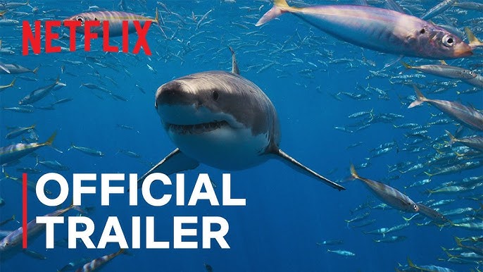 Fényképezz cápákat, nyerj pénzt a Netflix új valóságshow-versenyében!